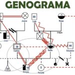 ejemplo de genograma