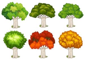 formas de árbol genealógico